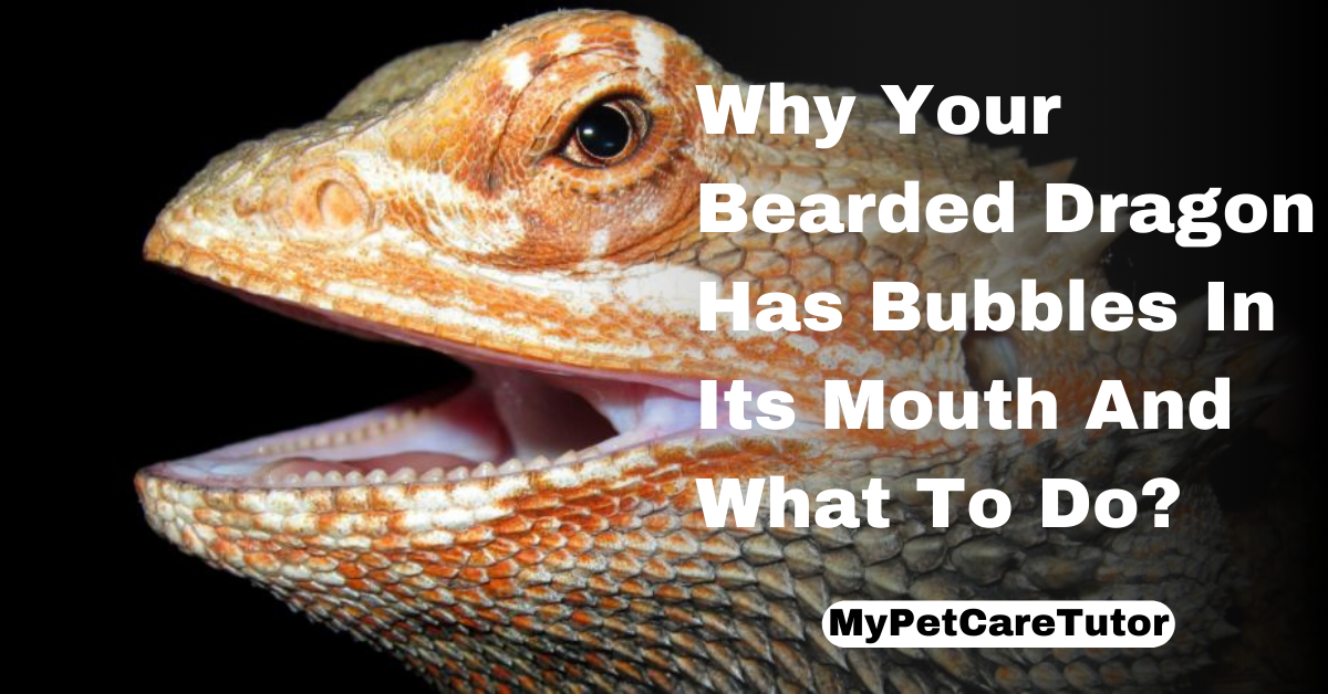 Why Your Bearded Dragon Has Bubbles In Its Mouth And What To Do?