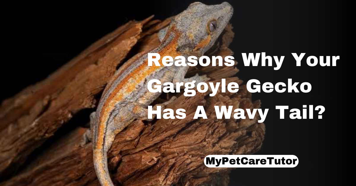 Reasons Why Your Gargoyle Gecko Has A Wavy Tail?