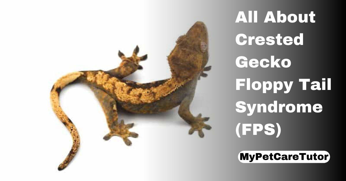 All About Crested Gecko Floppy Tail Syndrome (FPS)
