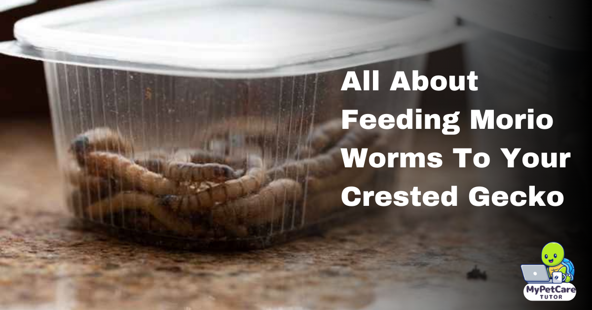 All About Feeding Morio Worms To Your Crested Gecko