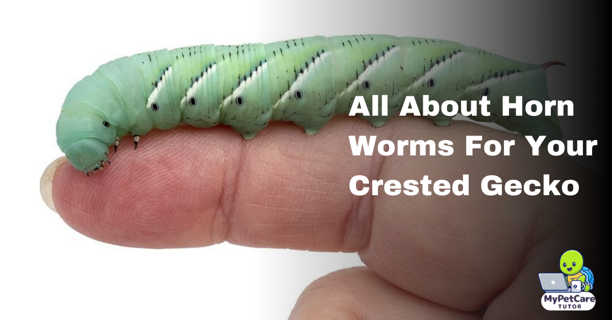 All About Horn Worms For Your Crested Gecko