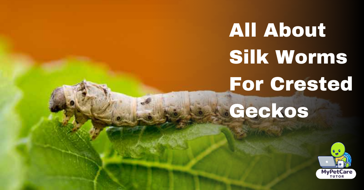 All About Silk Worms For Crested Geckos
