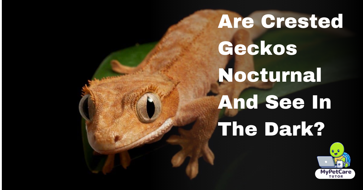 Are Crested Geckos Nocturnal And See In The Dark?