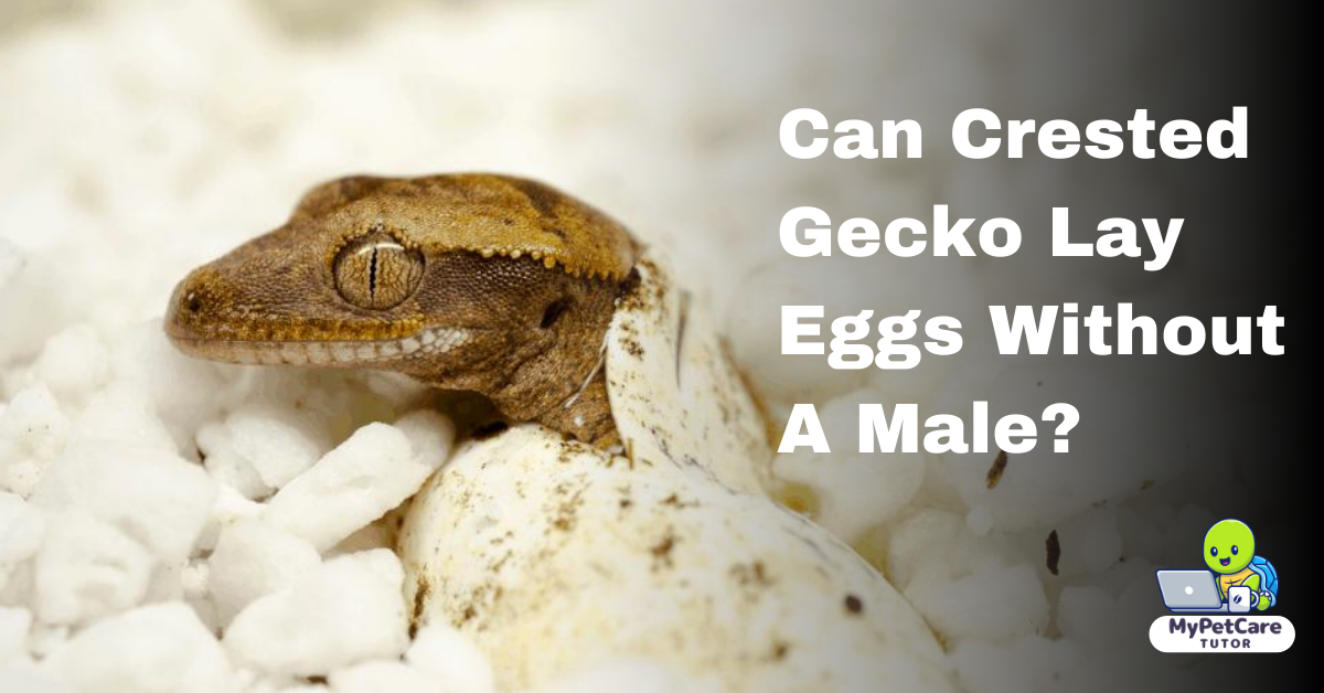 Can Crested Gecko Lay Eggs Without A Male?