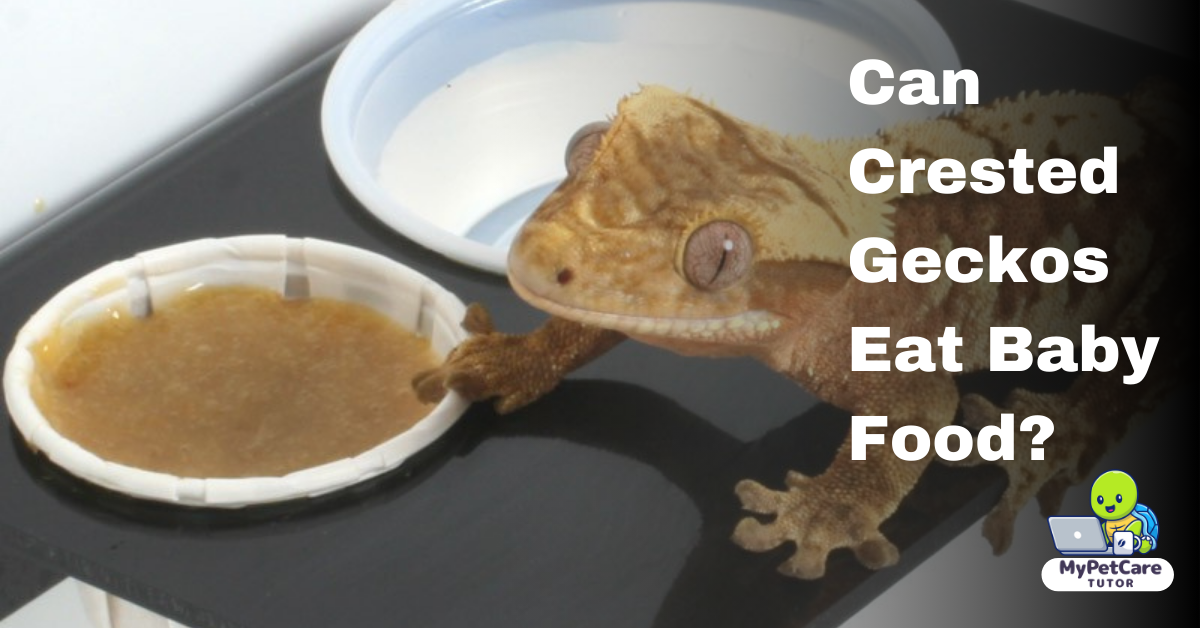 Can Crested Geckos Eat Baby Food?