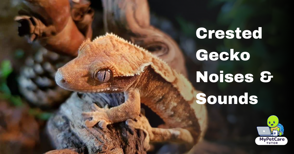 Crested Gecko Noises & Sounds