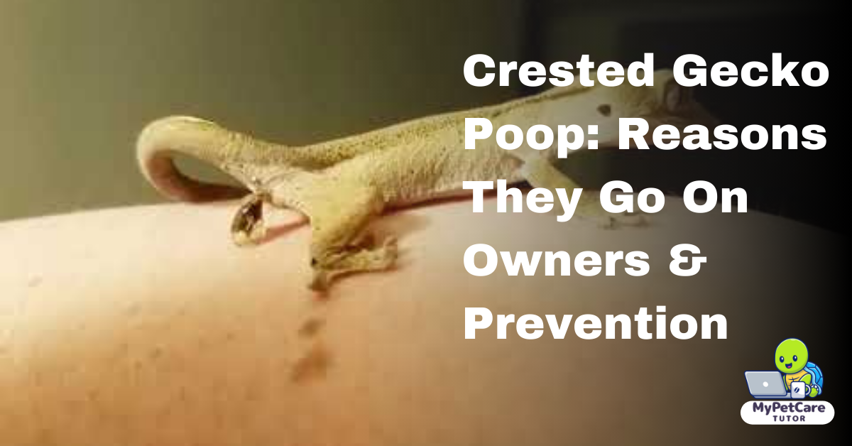 Crested Gecko Poop: Reasons They Go On Owners & Prevention