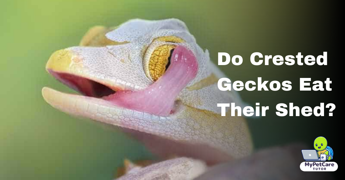 Do Crested Geckos Eat Their Shed?
