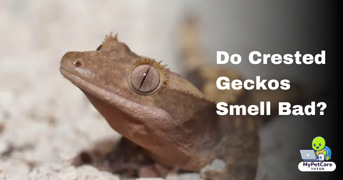 Do Crested Geckos Smell Bad?