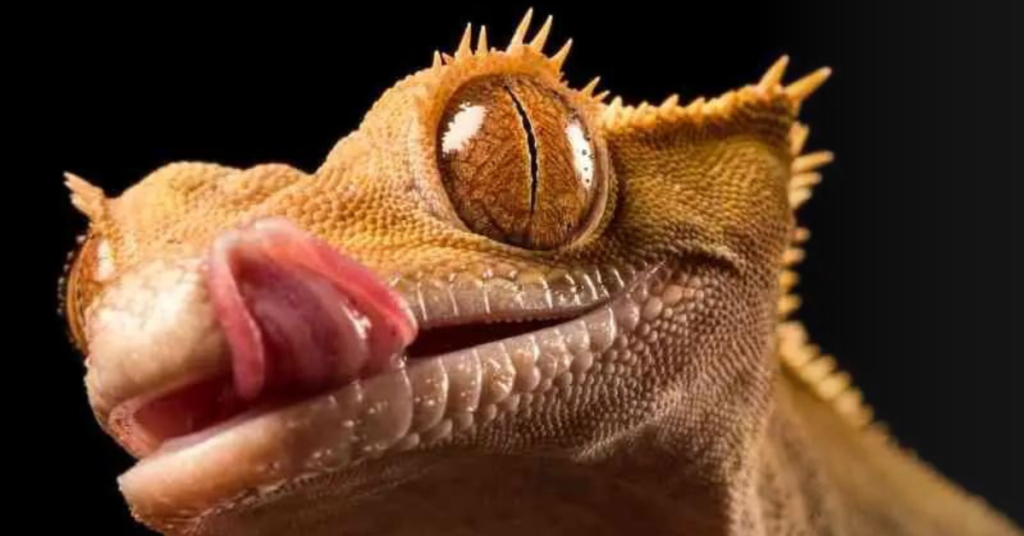 How To Rehydrate Crested Gecko Safely