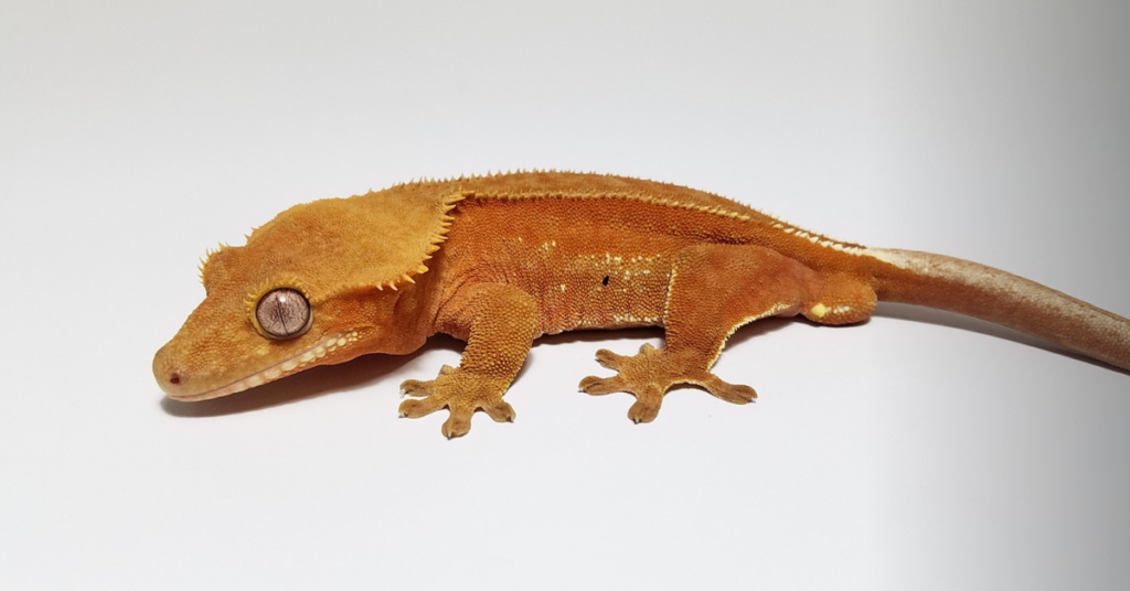How to Choose a Healthy Crested Gecko