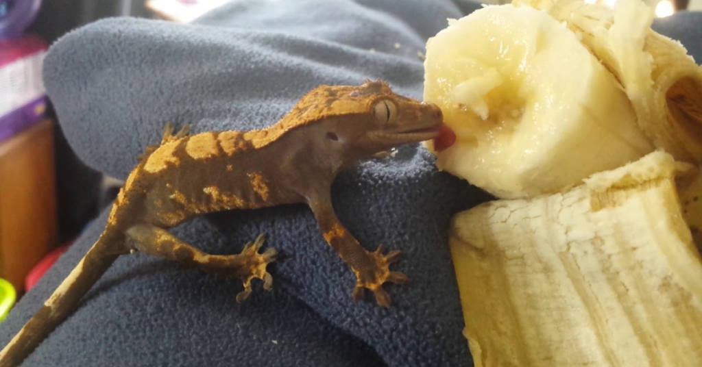 Nutritional Requirements for Healthy Geckos