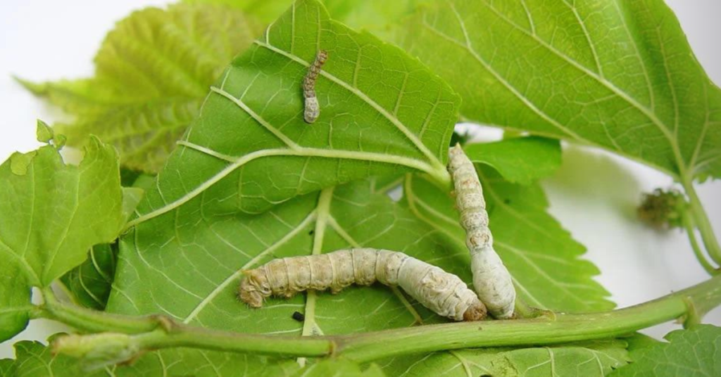 Nutritional Value of Silk Worms