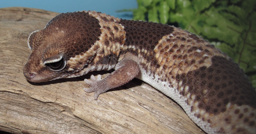 Overview of African Fat-Tailed Geckos
