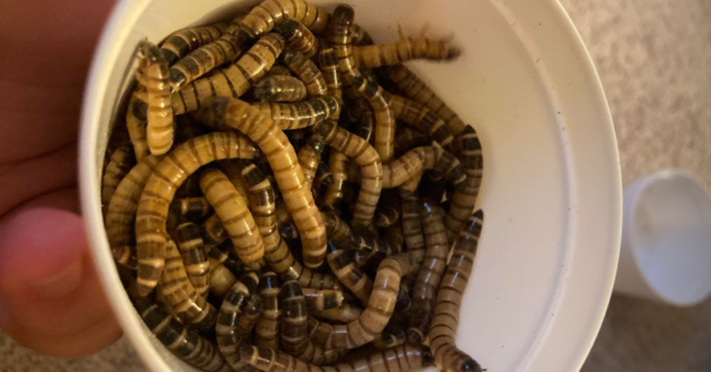 Preparing Superworms for Your Crested Gecko
