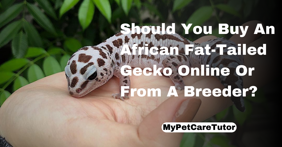 Should You Buy An African Fat-Tailed Gecko Online Or From A Breeder?