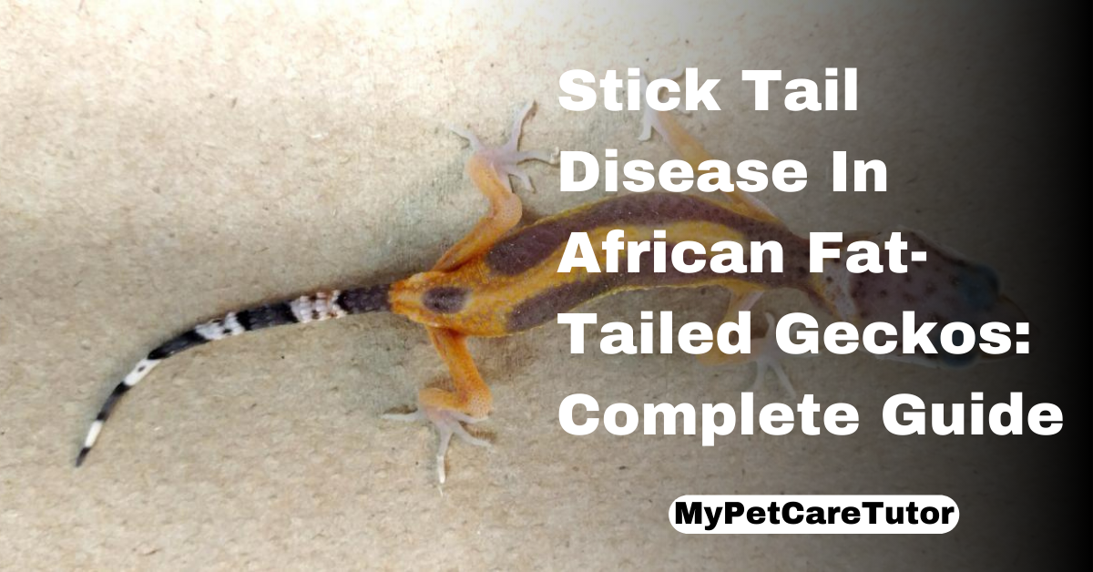 Stick Tail Disease In African Fat-Tailed Geckos: Complete Guide