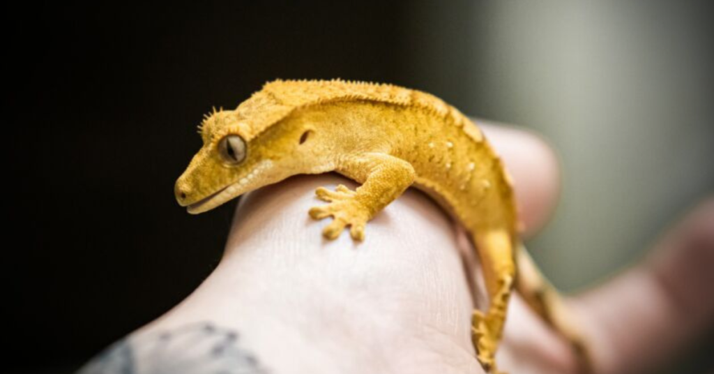 The Role of Light in Crested Gecko Behavior