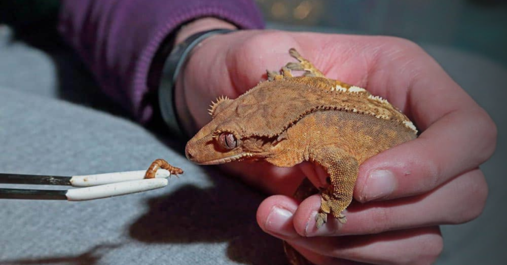 Tips for Providing a Balanced Diet for Your Crested Gecko