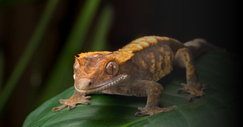 Understanding Your Crested Gecko's Body Language