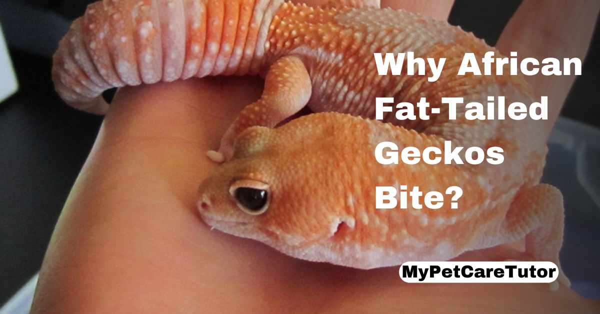 Why African Fat-Tailed Geckos Bite?